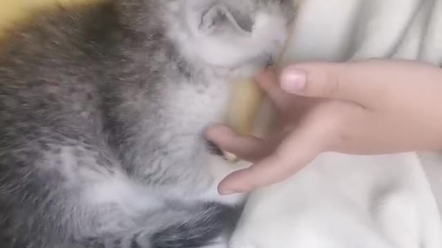 Documenting the seventh day of a cat's life