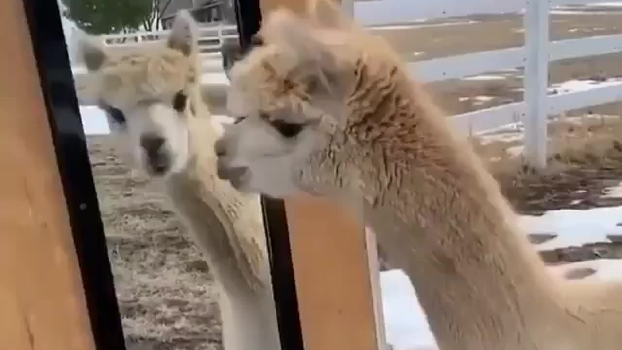 Funny animal video kids 🤣🤣🤣