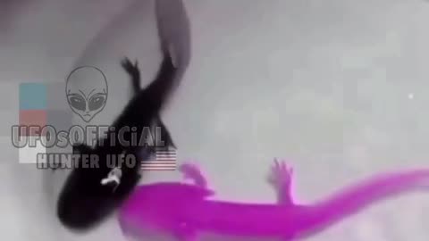 COLOR CHANGING WALKING FISH