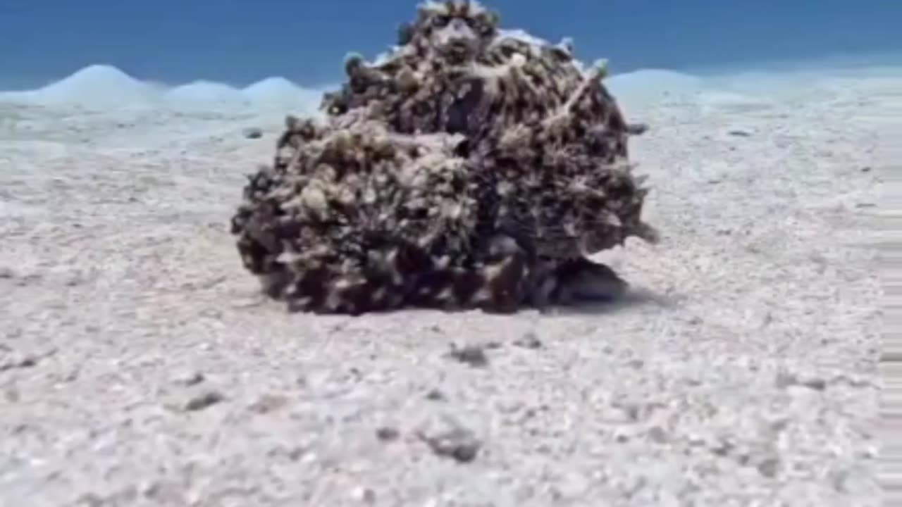 Wierd looking 'Rock' Turns into an OCTOPUS