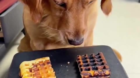 Smart Animals