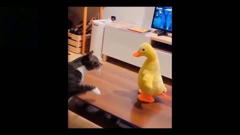 Cutest ever Cats...OMG they are so Funny. Hilarious Pets Videos