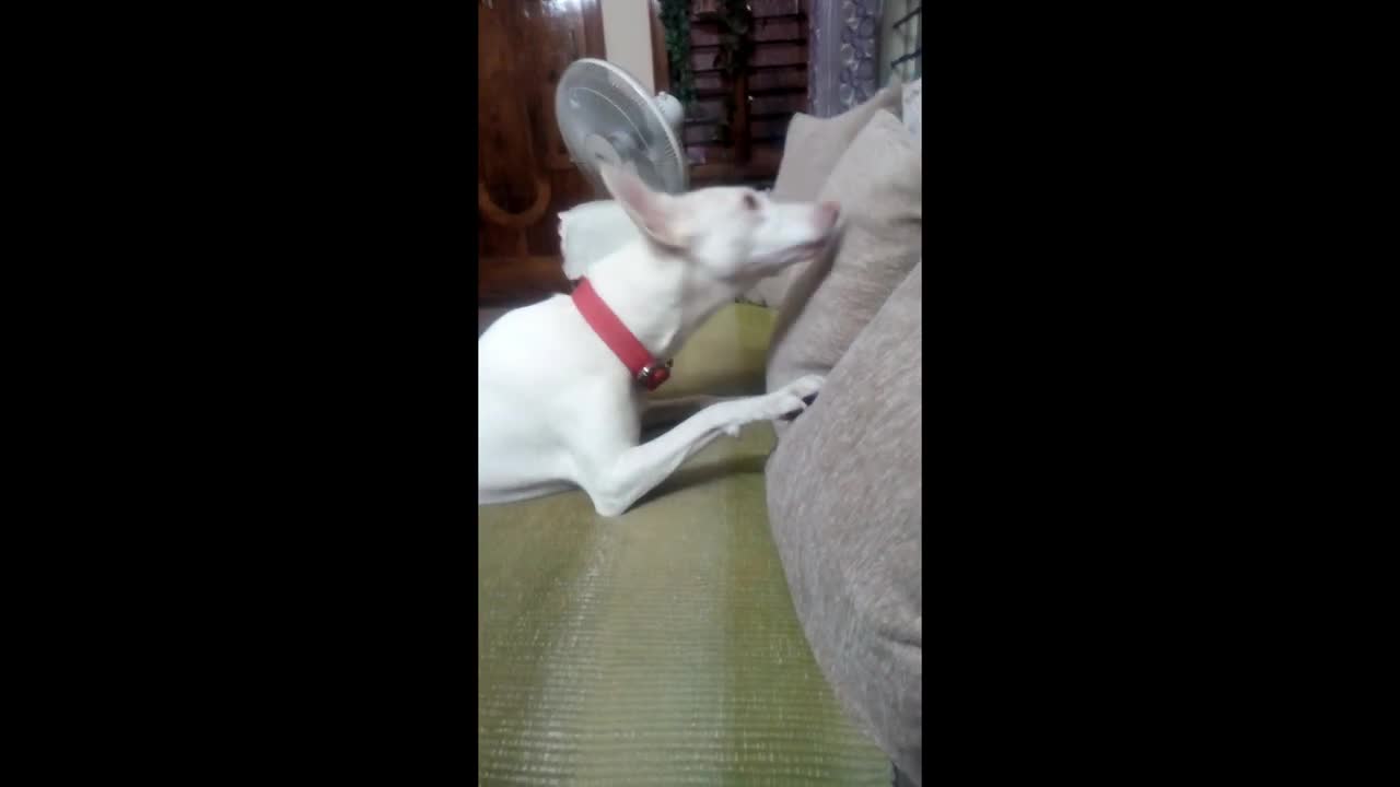 Alia Playing With My Hand & Pillow - #rajapalyam #indiandoglovers #indiandogbreed