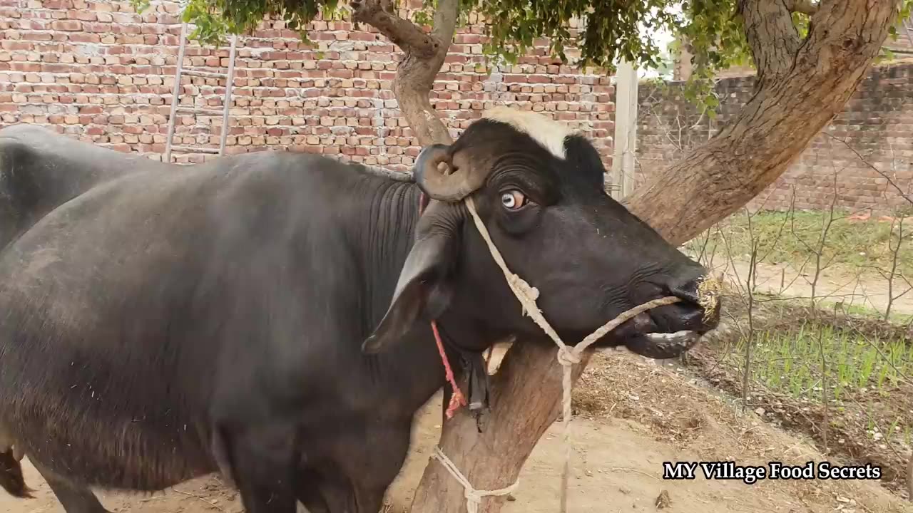 Aloo Gajar Matar Recipe Mitti Ki Handi Village Style Cooking