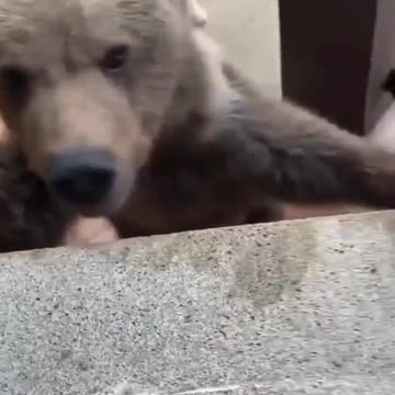 This little guy thinks he's a dog