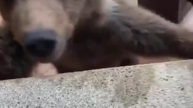 This little guy thinks he's a dog