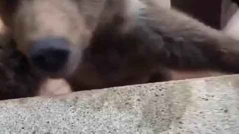 This little guy thinks he's a dog