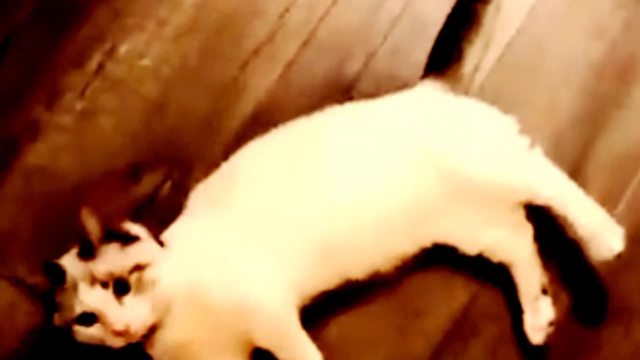 Funny dog🐕 and cat😸 funny reaction
