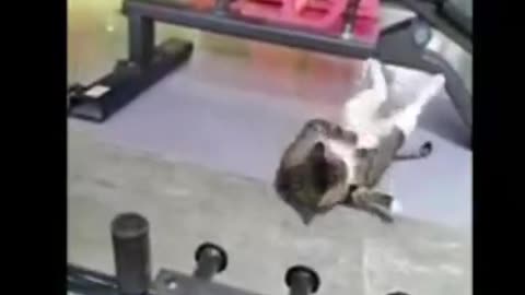 Cat and Dog funny video