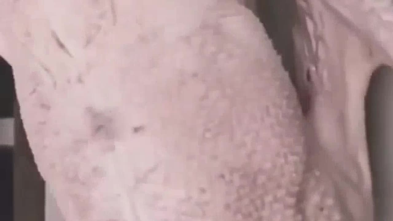 WATCH A FUNNY DONKEY, A SHORT VIDEO, OR FUNNY ANIMALS,AND ENJOY