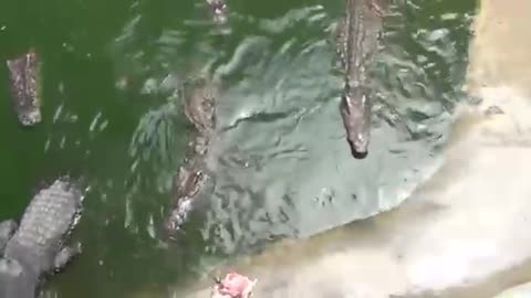 How long can a crocodile jump?