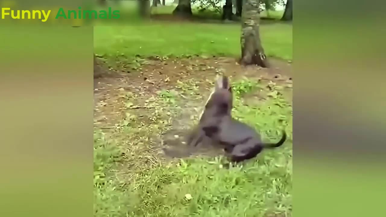 Funny Animals & their activities