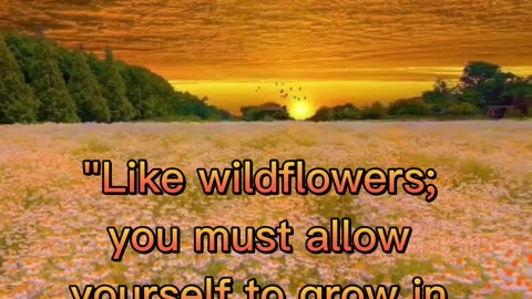 Like Wildflowers #shorts