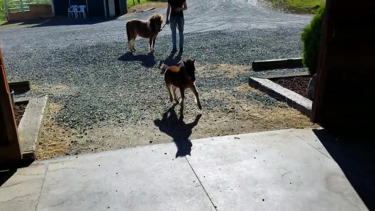 Baby miniature horse chasing me