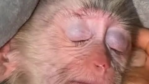 Baby monkey fight sleep