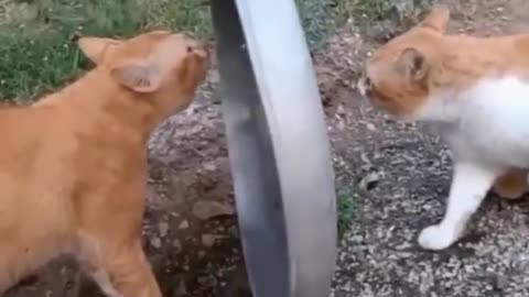 Funny animal