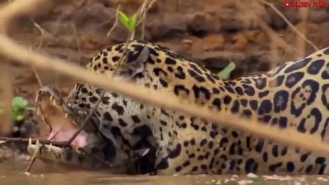 TOP 10 strongest animals in the world prey for the prey