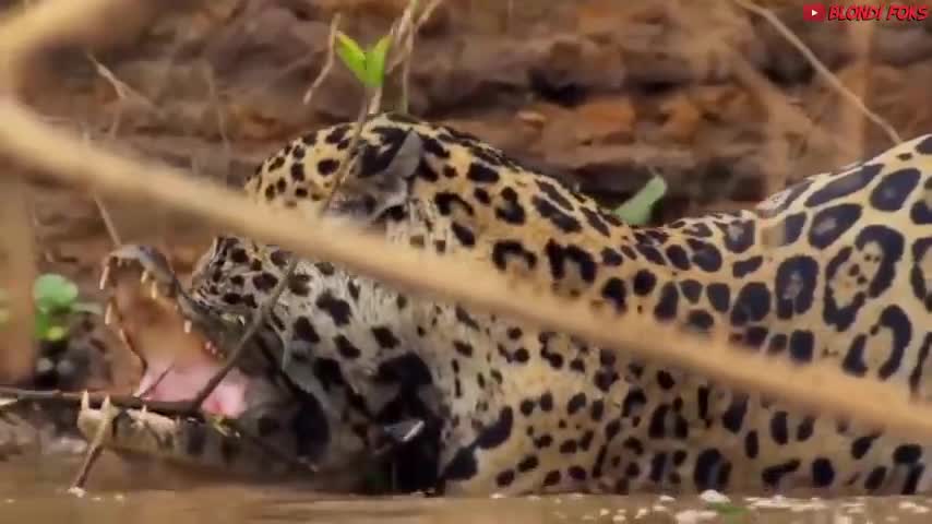 TOP 10 strongest animals in the world prey for the prey