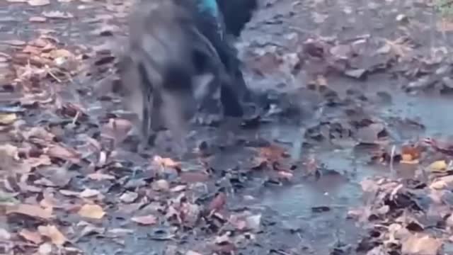 Incredibly hilarious animal moments