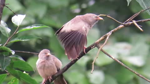 Yellow Billed Babbler Bird's