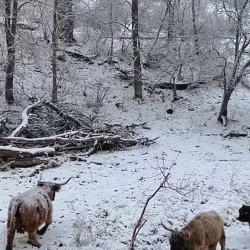 These animals can survive in the winter being outside