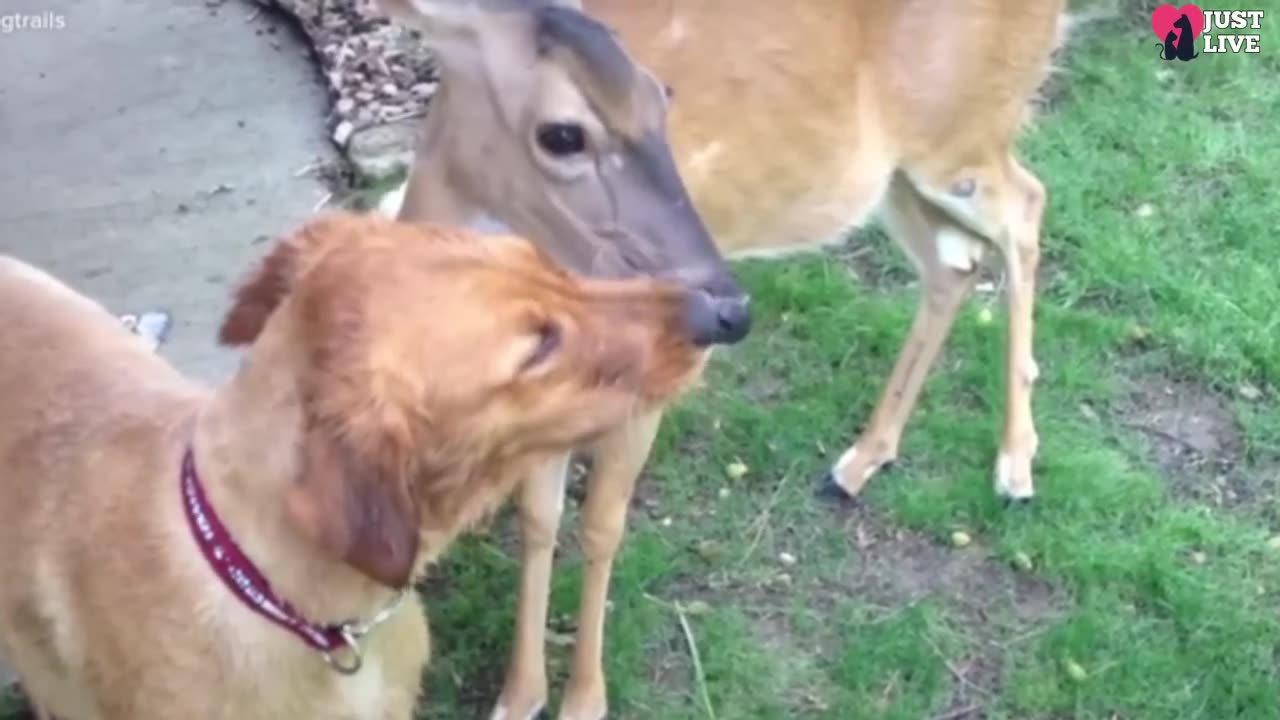 The Heartwarming Tale of an Orphaned Deer Raised by a Dog, and the Unlikely Reunion with Her Fawns"