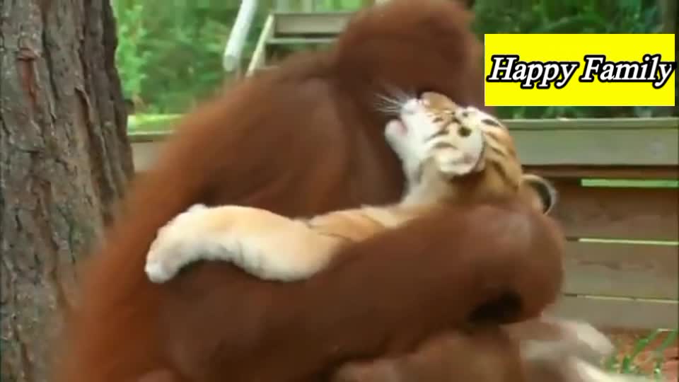 Gorilla Aur Cheetah Kay Bachay Ka Pyaar