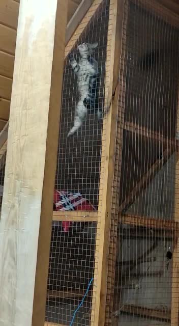 Кот Макар забрался в вольер к обезьяне