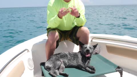 Get your dog trained for being on a train, no a plane, and even on a boat!