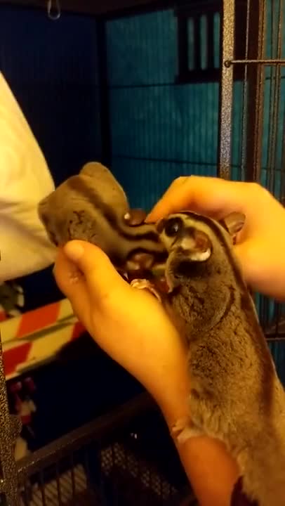 Sweet Pea and Grabby - Treat Time.mp4