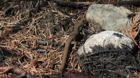 Northern Alligator Lizard