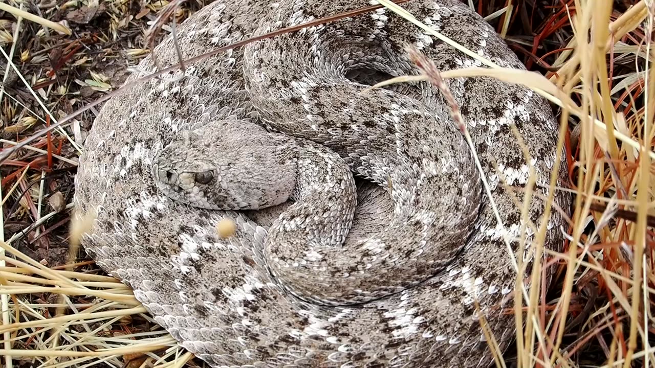 Western Diamondback Rattlesnake