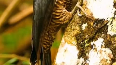 How does a bird walk upright in a tree?