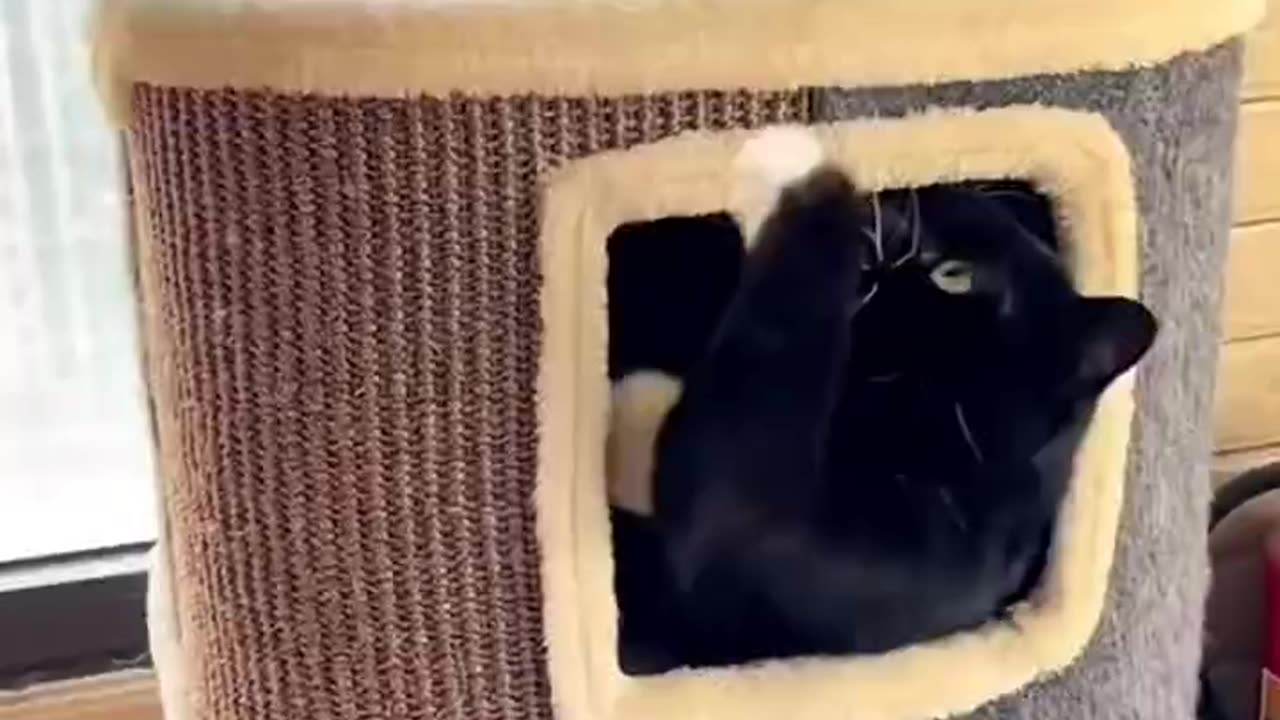 There are two means of refuge from the miseries of life: music and cats