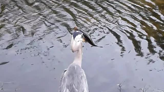 Blue Heron nabbing a big fish at Shark Valley, Miami Florida