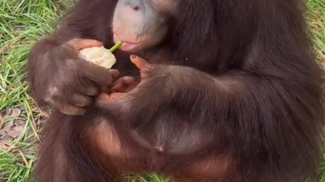 orangutans