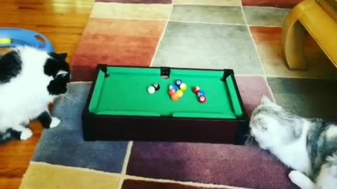 Cat playing pool