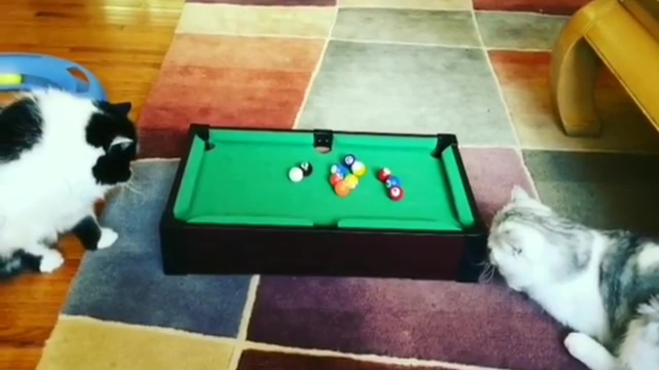 Cat playing pool