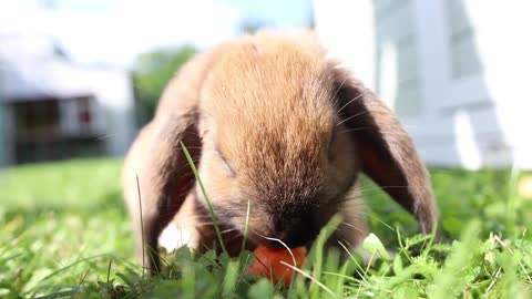 Brown rabbit eating carrot