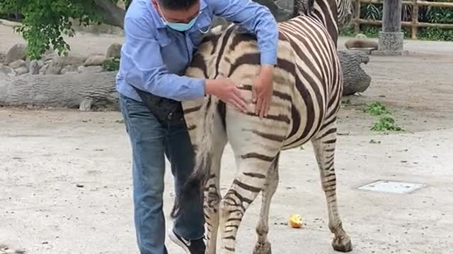 Kissing ass on the horse's leg # That's so cute
