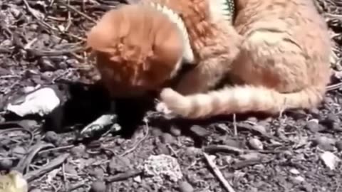 Cat kiling sanak