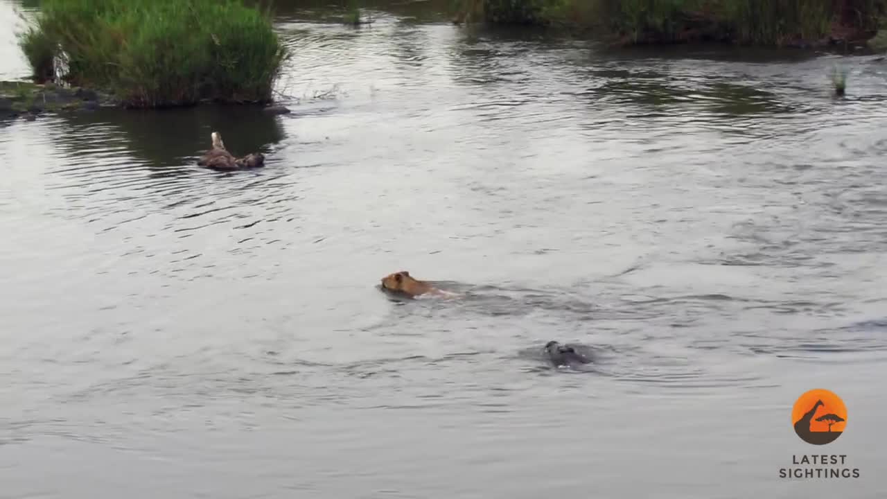 Crocodile Attacks a Male Lion - Latest Wildlife Sightings