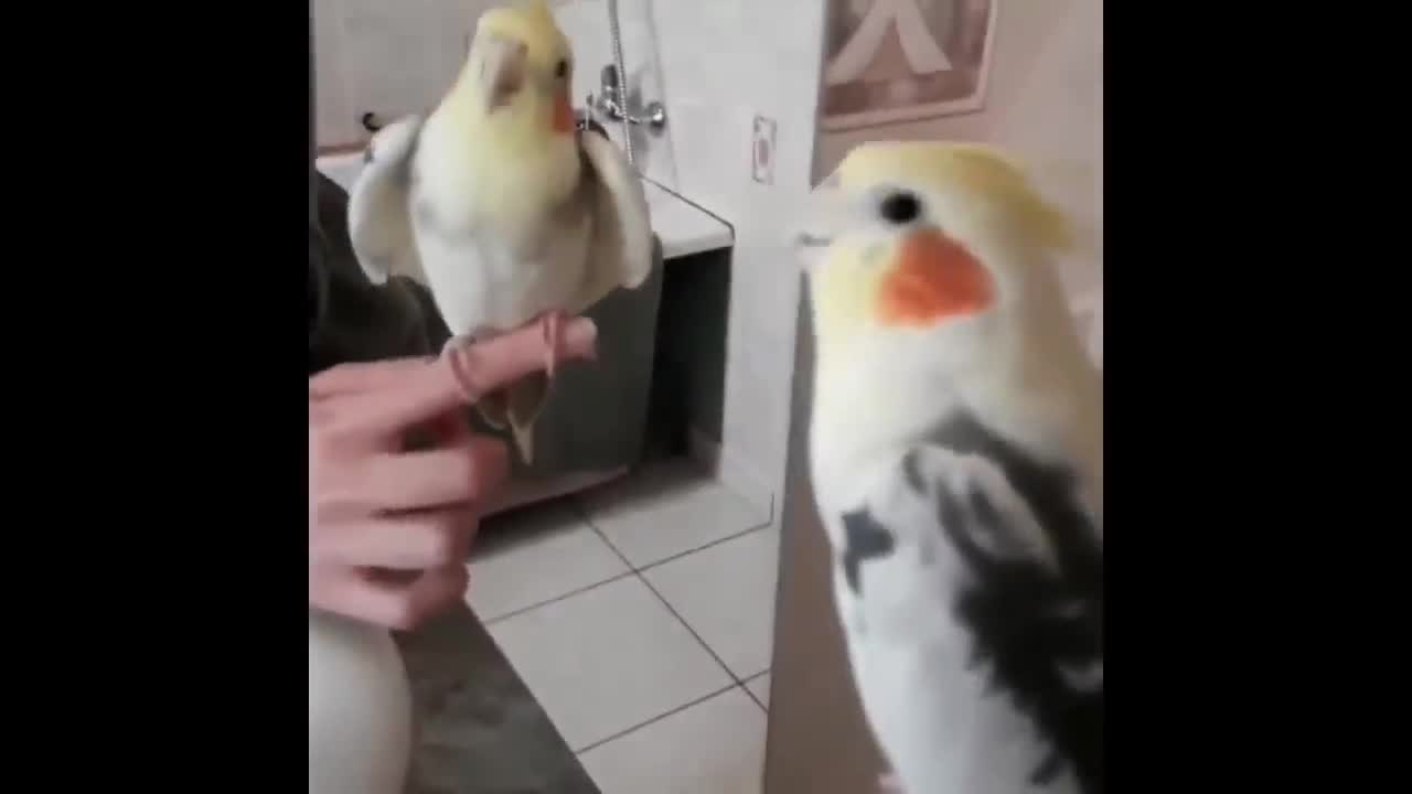 Parrot Learning