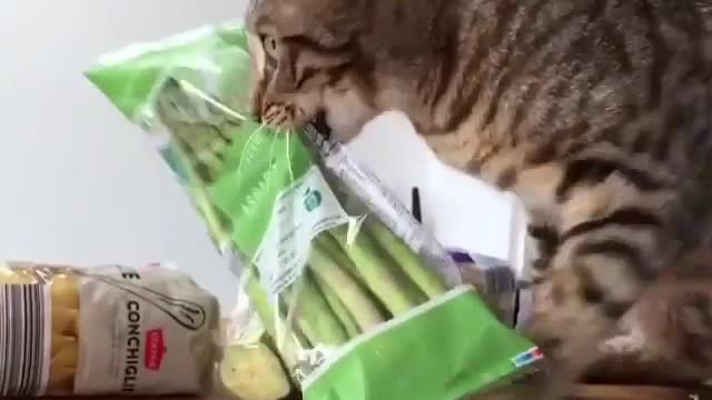 A greedy cat