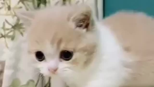 Baby cats!😍cute cats funny cats