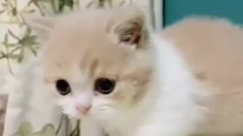 Baby cats!😍cute cats funny cats