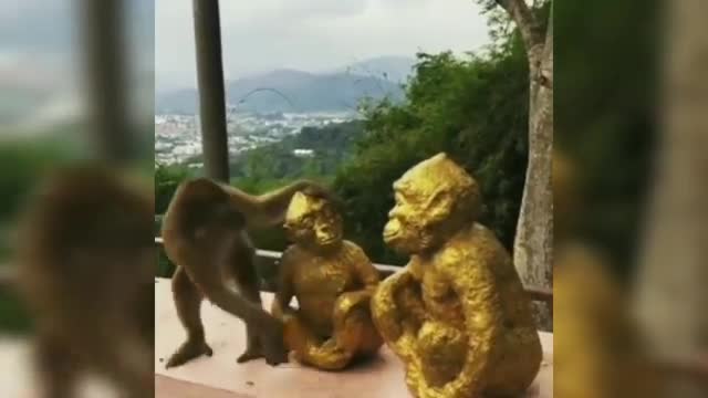 Monkey video , funny,