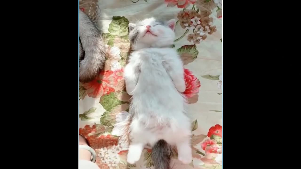 funny and cute cats - short funny cat videos