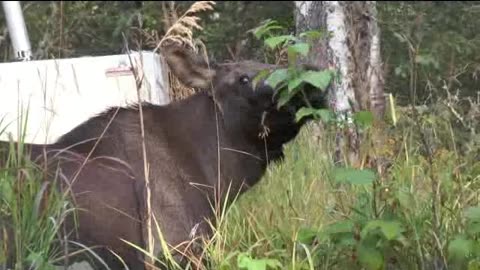 Moose outside the door