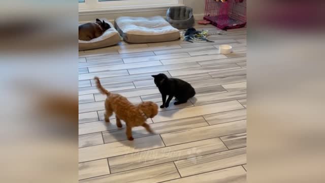 Incredible cats